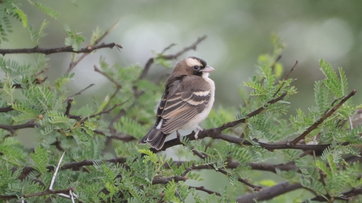 White-browed Sparrow-Weaver - Bez Bezuidenhout