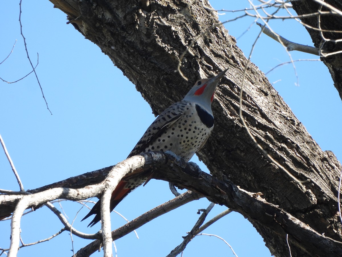 Northern Flicker (Red-shafted) - ML609796405