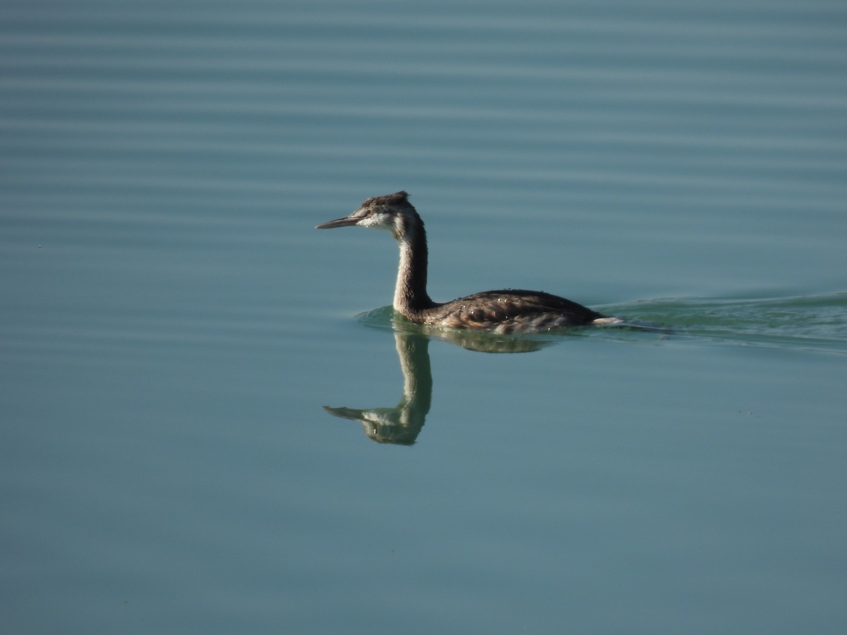 Great Crested Grebe - ML609796783