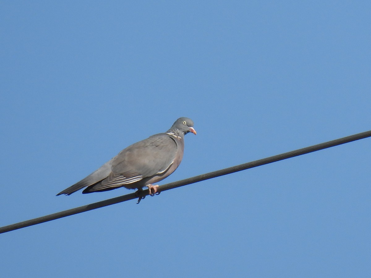 Common Wood-Pigeon - ML609796793