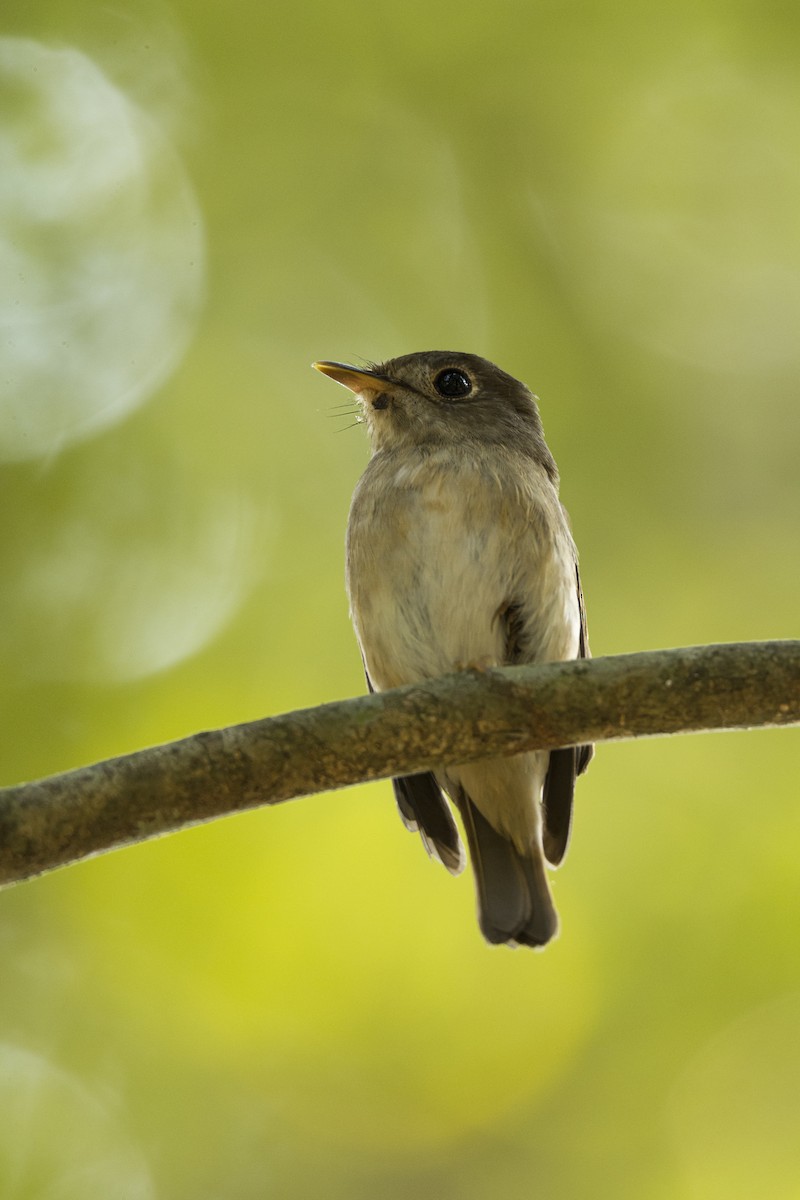 Brown-breasted Flycatcher - ML609796860