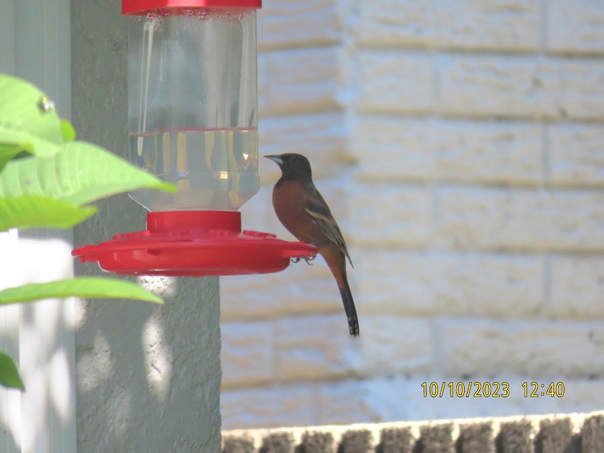 Orchard Oriole - ML609797096