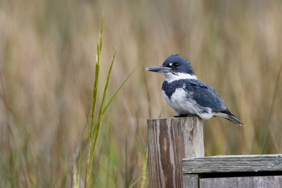 Belted Kingfisher - ML609797201