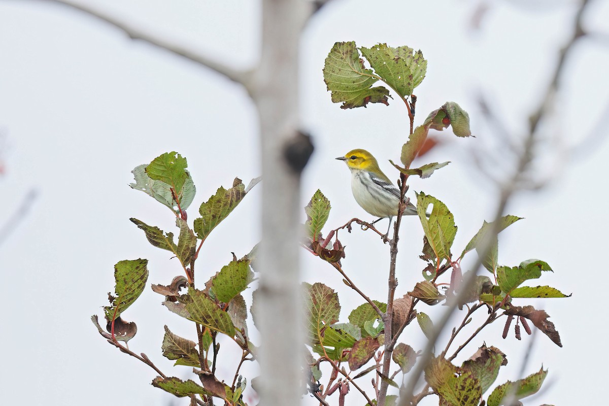 Black-throated Green Warbler - Albini Couture