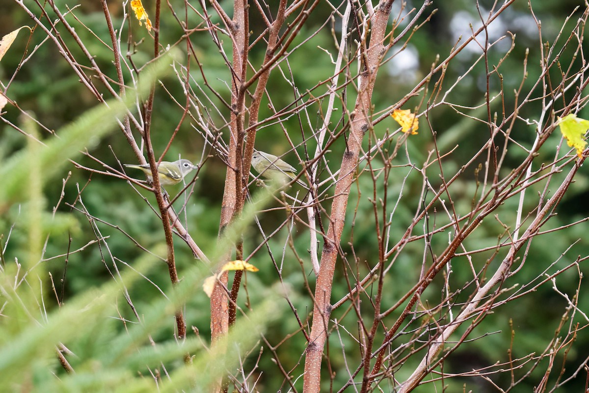 Orange-crowned Warbler - ML609797223