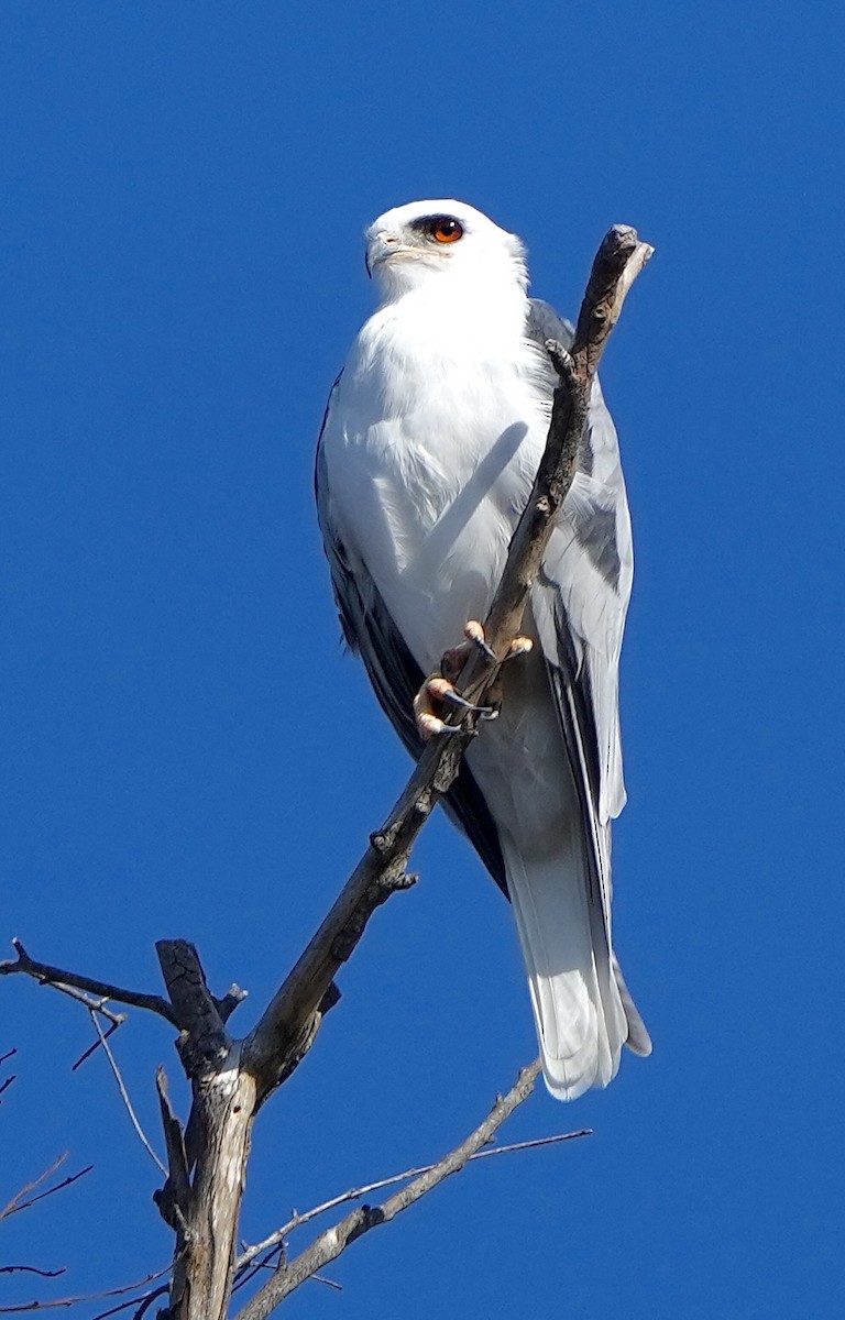 White-tailed Kite - ML609797473