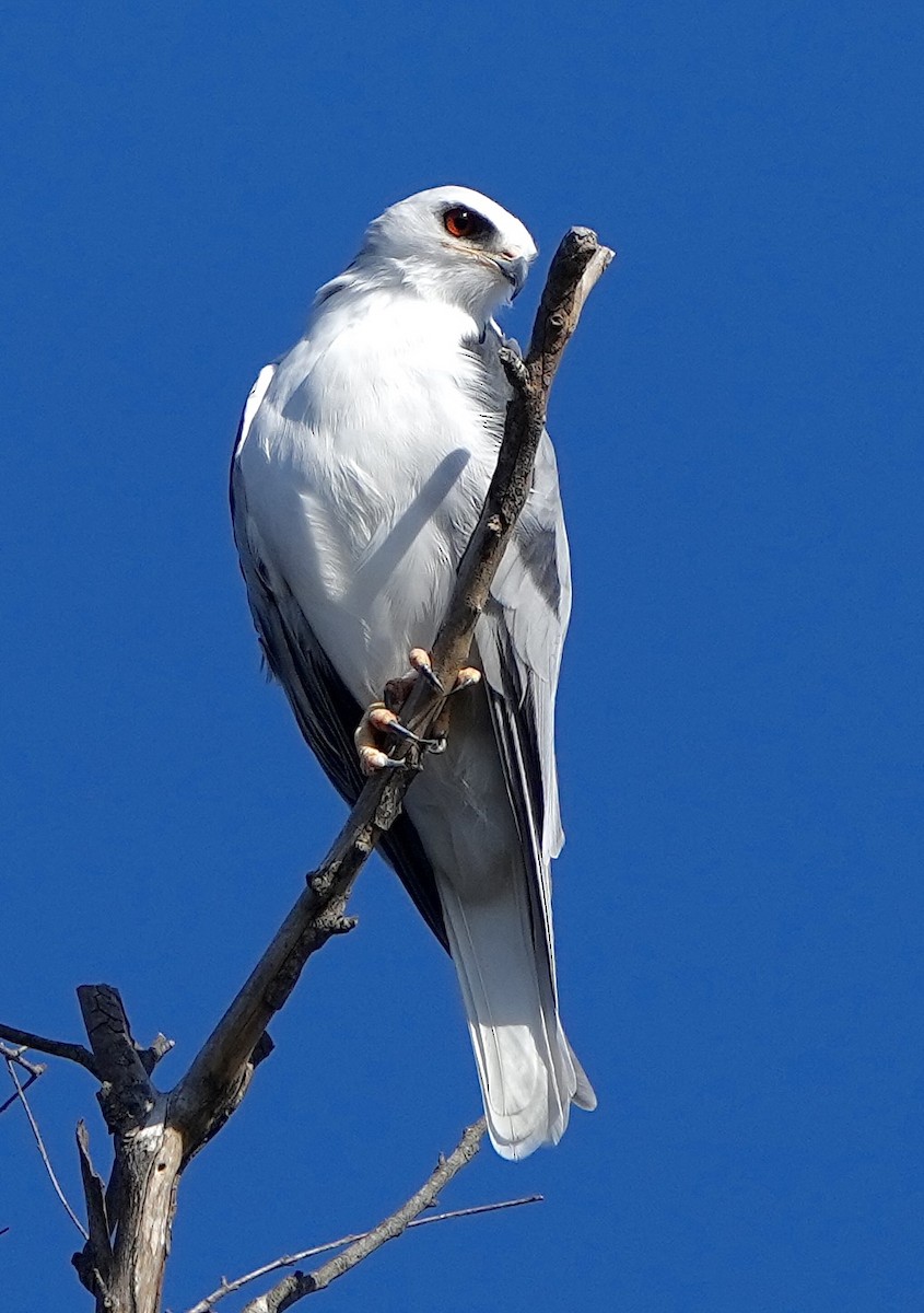 White-tailed Kite - ML609797474