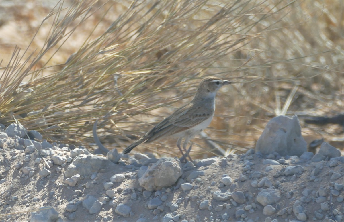 Fawn-colored Lark (Fawn-colored) - ML609797551