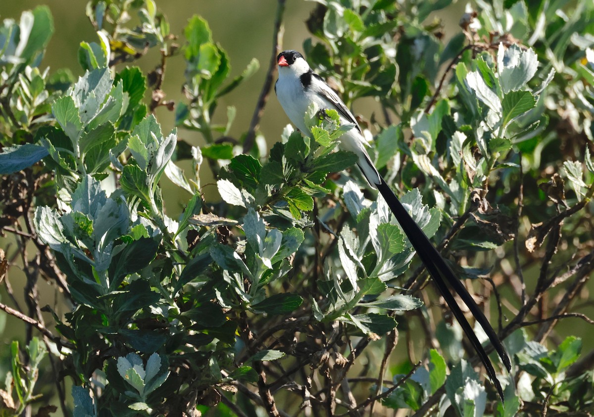 Pin-tailed Whydah - ML609797724