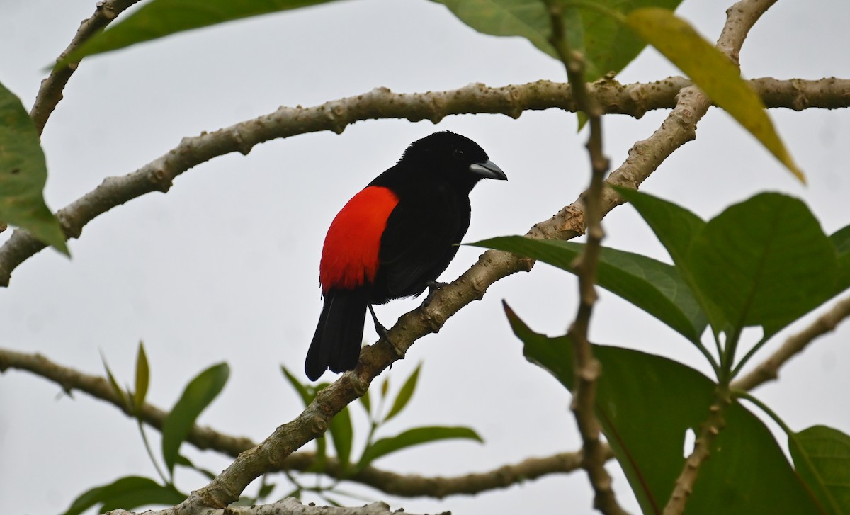Scarlet-rumped Tanager (Passerini's) - ML609797756