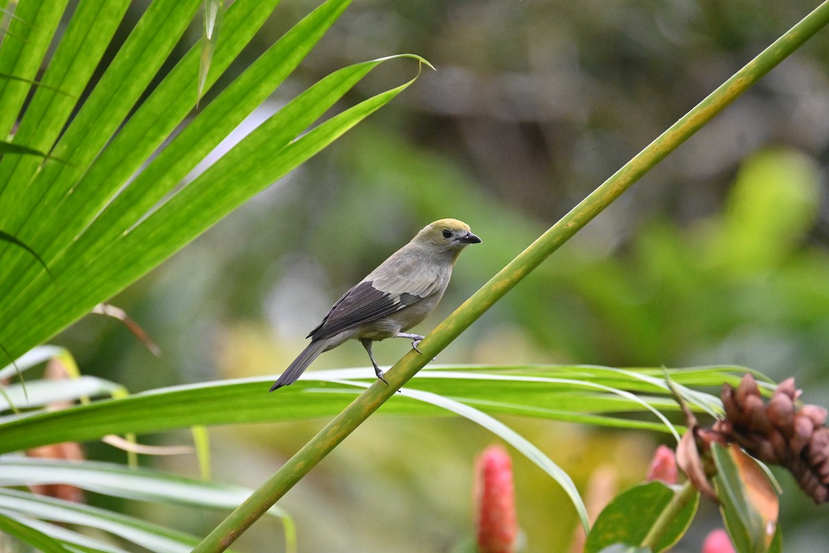 Palm Tanager - ML609797764