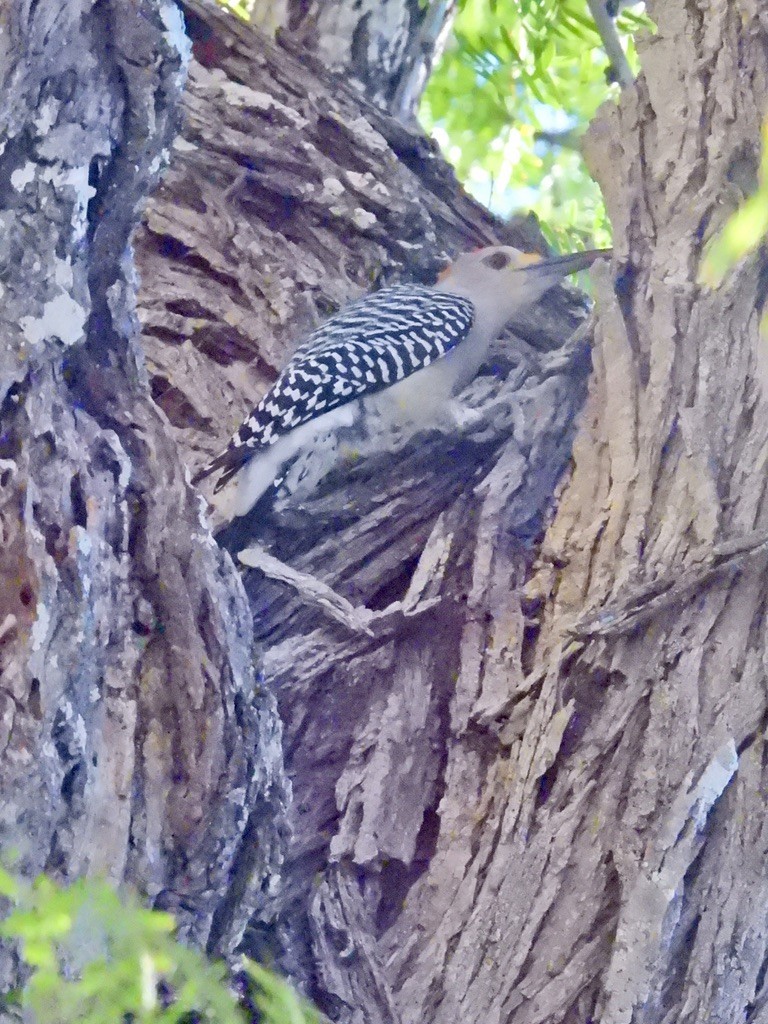 Golden-fronted Woodpecker (Northern) - ML609797825