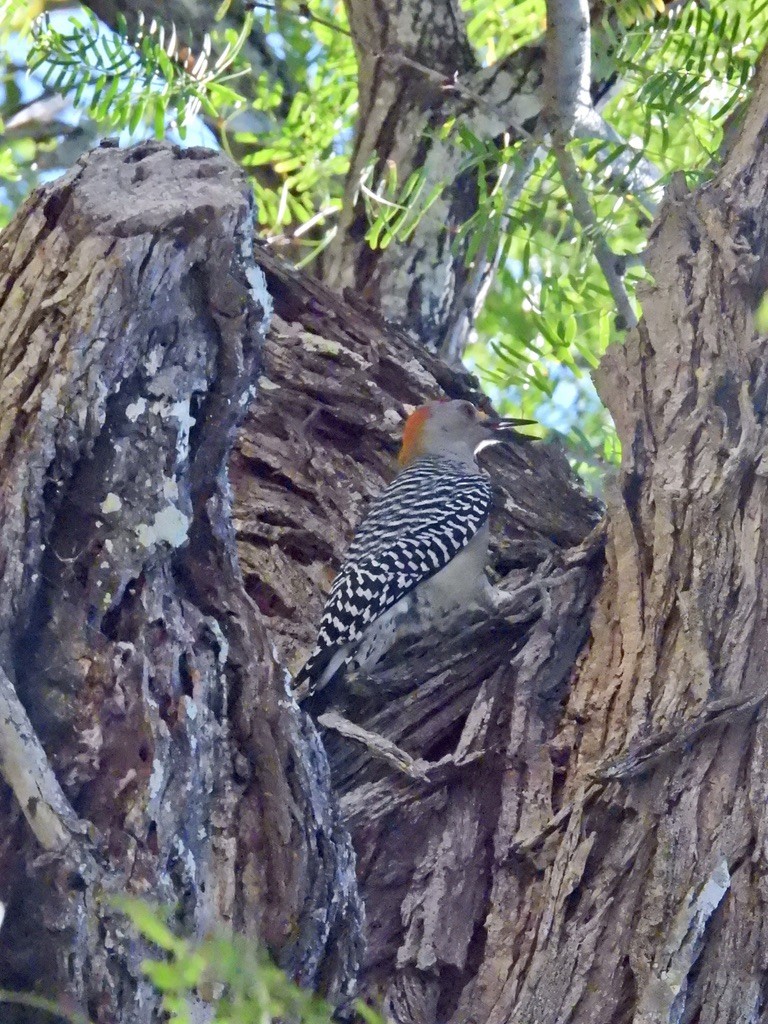 Golden-fronted Woodpecker (Northern) - ML609797827