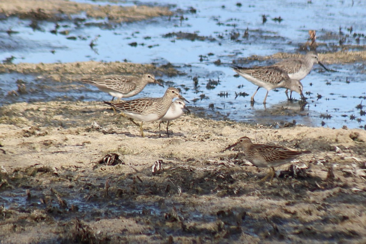 eBird Checklist - 10 Oct 2023 - John S. Taylor Park - 64 species