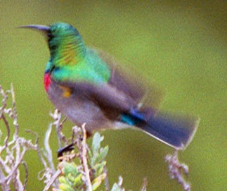 Southern Double-collared Sunbird - ML60979821