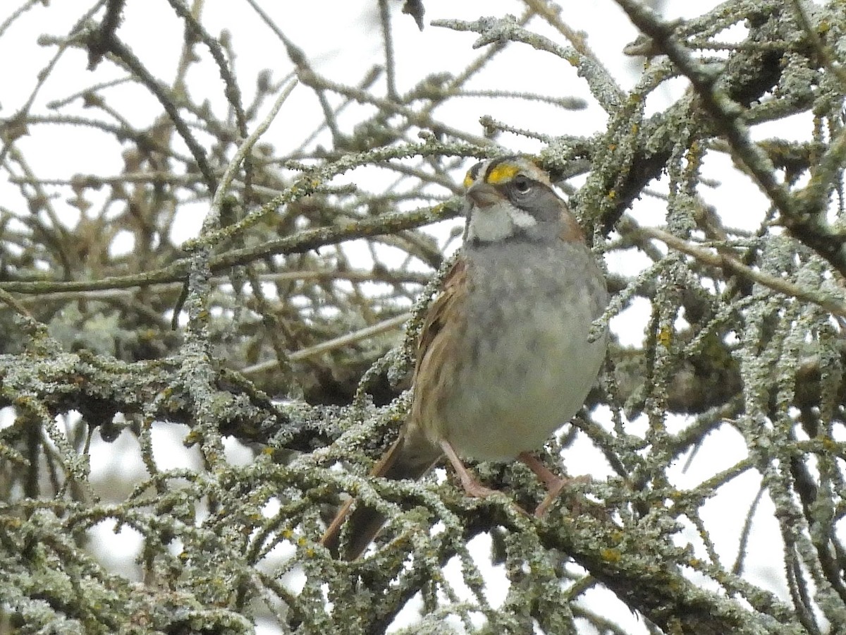 White-throated Sparrow - ML609799197