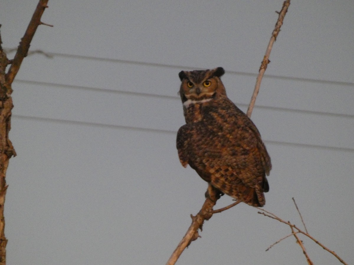 Great Horned Owl - ML609799692