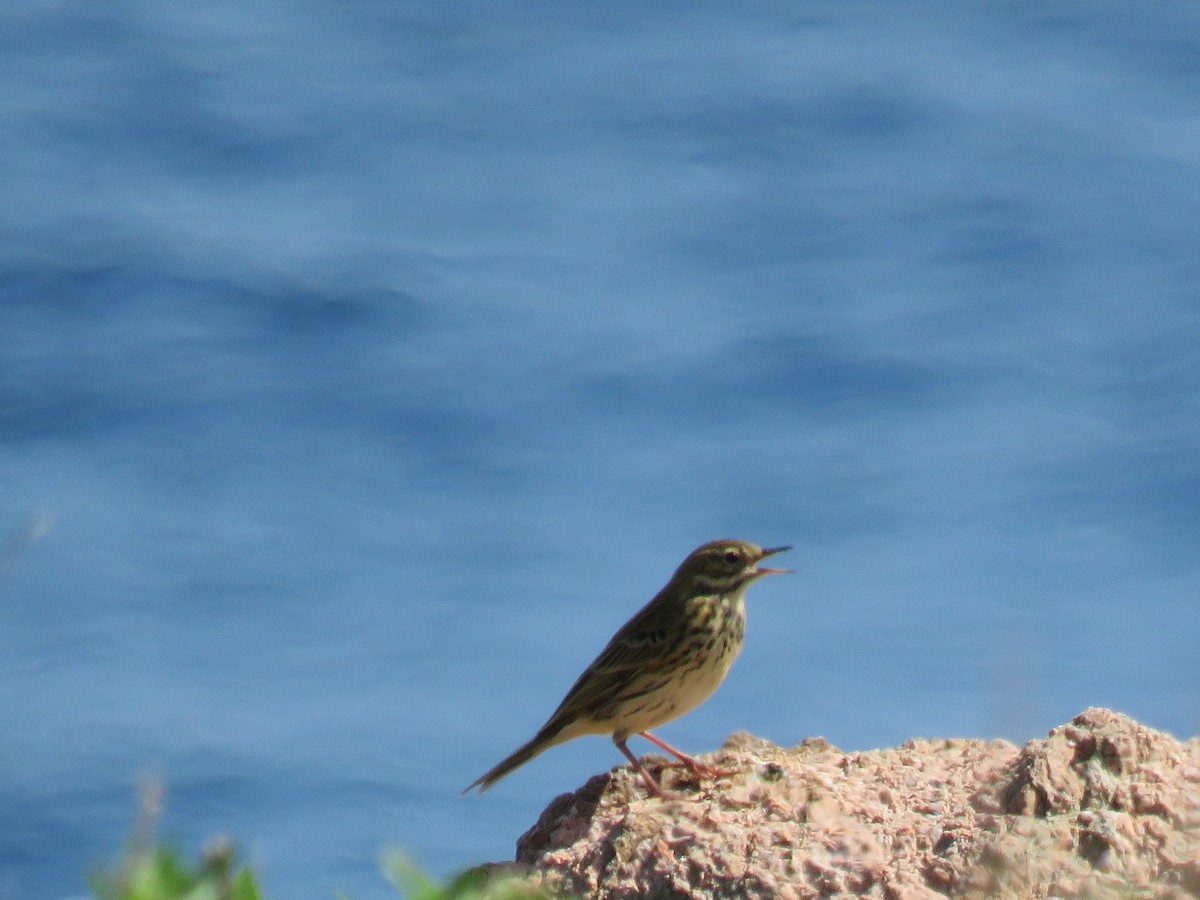 Meadow Pipit - ML609799710