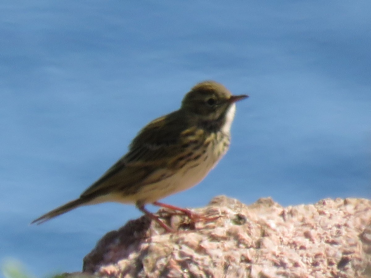 Meadow Pipit - ML609799711