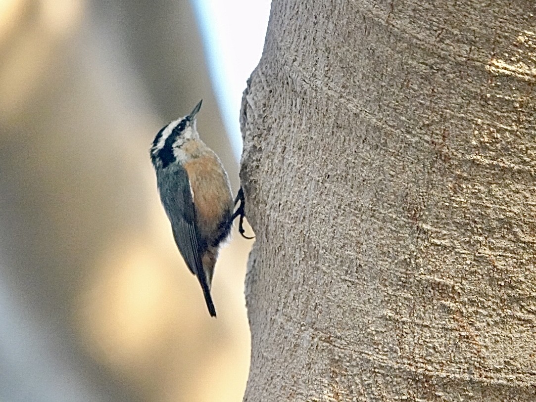 Red-breasted Nuthatch - ML609799838