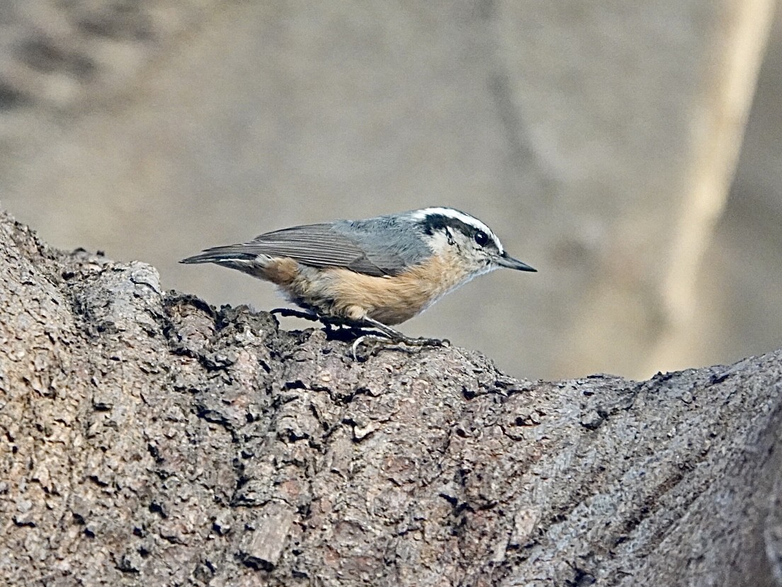 Red-breasted Nuthatch - ML609799839