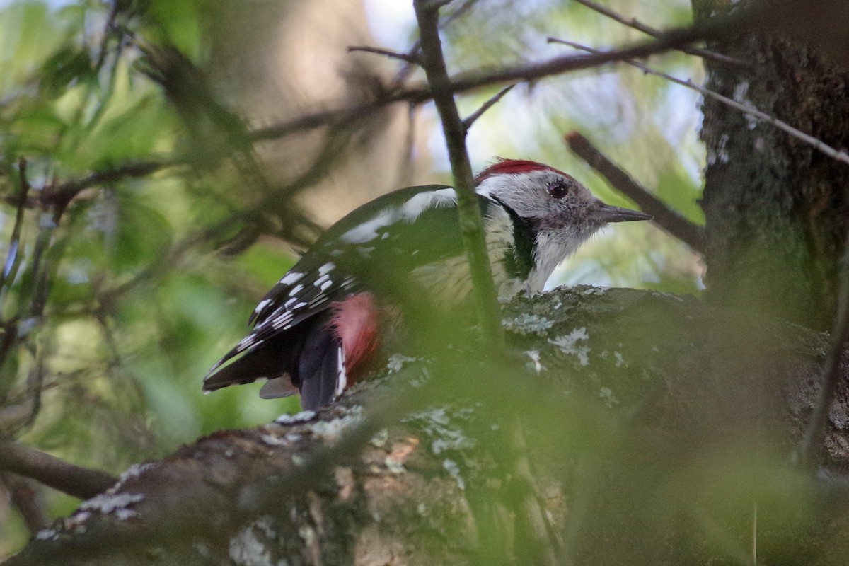 Middle Spotted Woodpecker - ML609799867