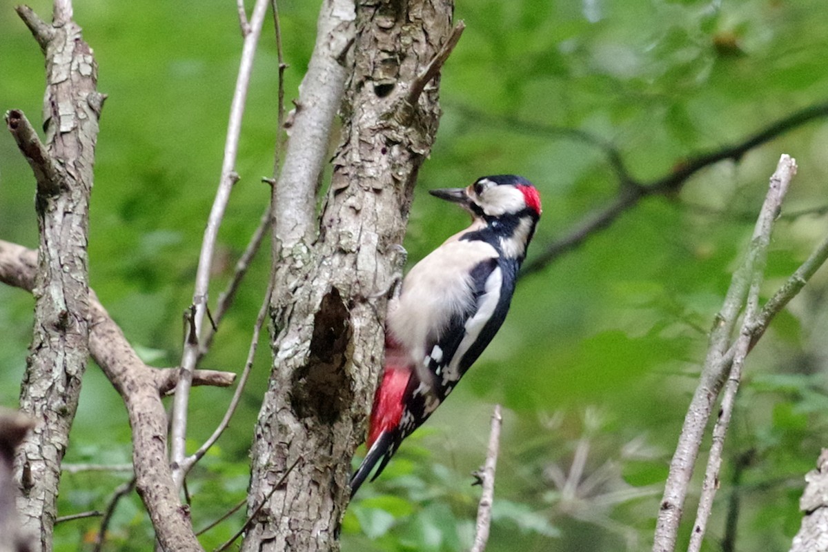 Great Spotted Woodpecker - ML609799899