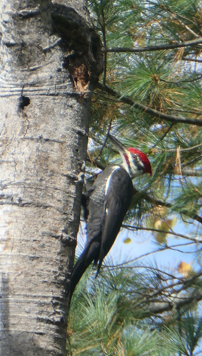 Pileated Woodpecker - ML609800385