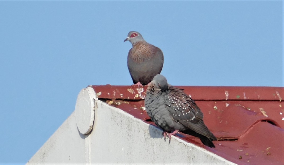 Speckled Pigeon - Peter Kennedy