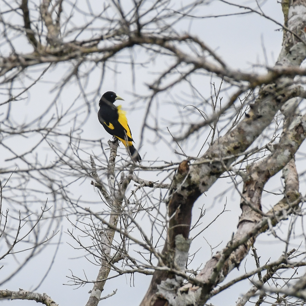 Yellow-rumped Cacique - ML609801254