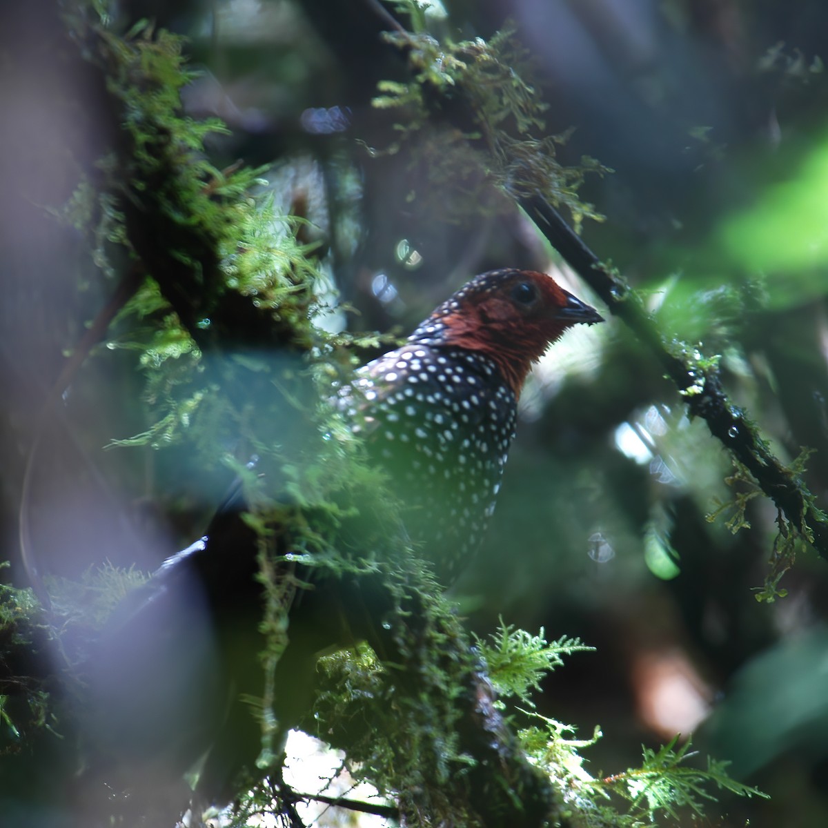 Ocellated Tapaculo - ML609801437