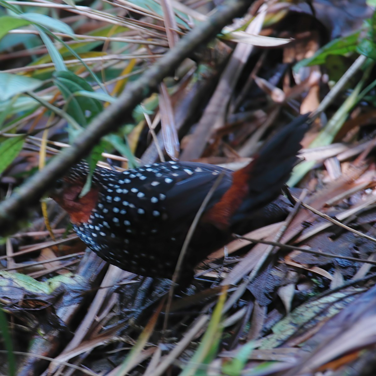 Ocellated Tapaculo - ML609801438