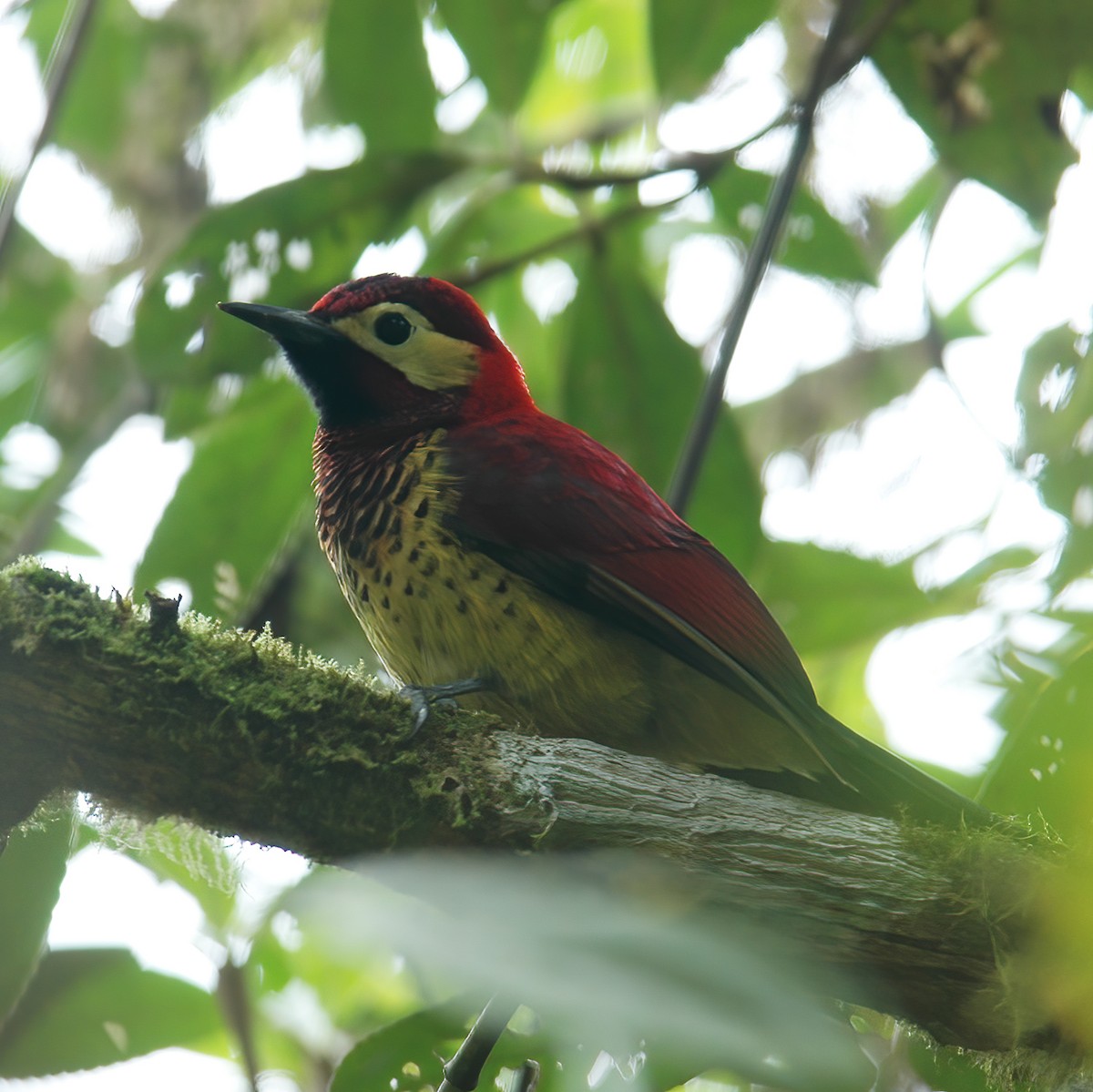 Crimson-mantled Woodpecker - ML609801520
