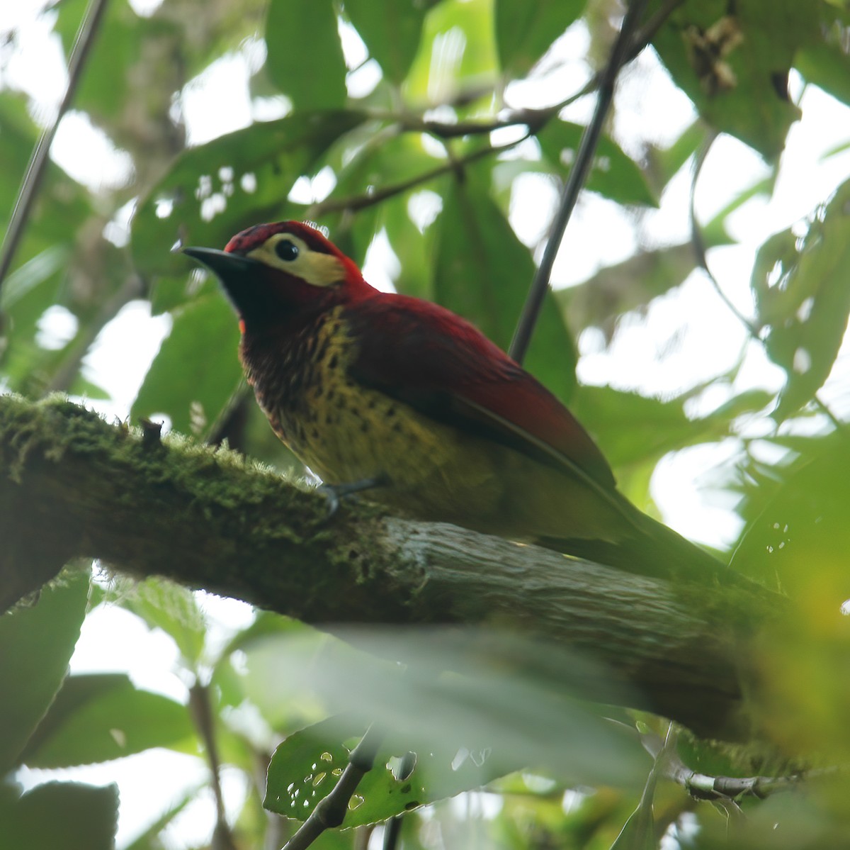 Crimson-mantled Woodpecker - ML609801521