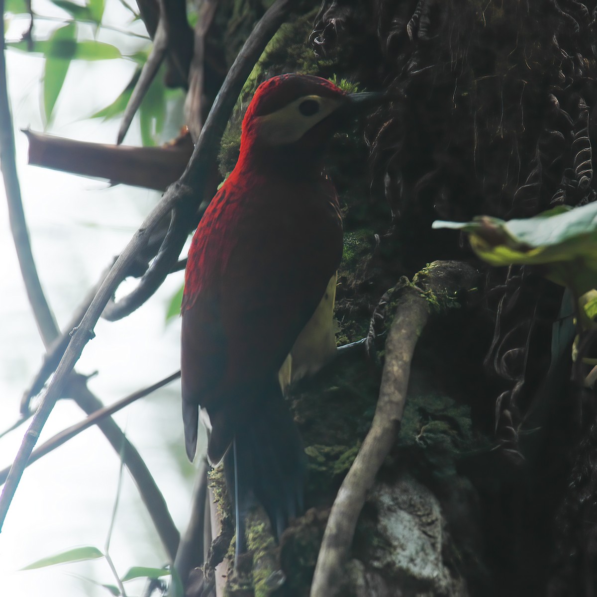 Crimson-mantled Woodpecker - ML609801522