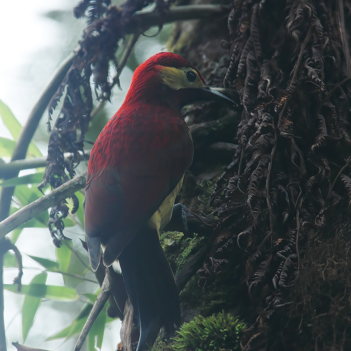 Crimson-mantled Woodpecker - Gary Rosenberg