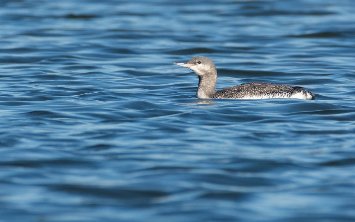 Red-throated Loon - ML609801593