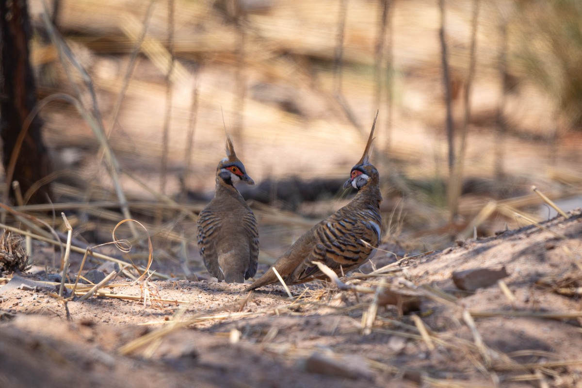 Spinifex Pigeon (White-bellied) - ML609801879