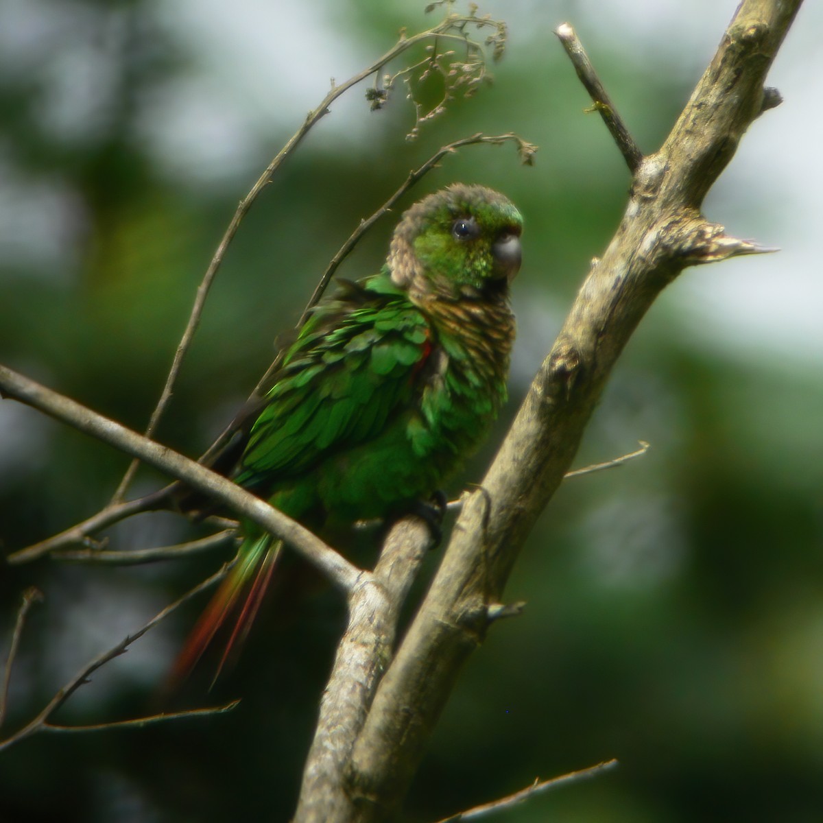 Maroon-tailed Parakeet - Gary Rosenberg