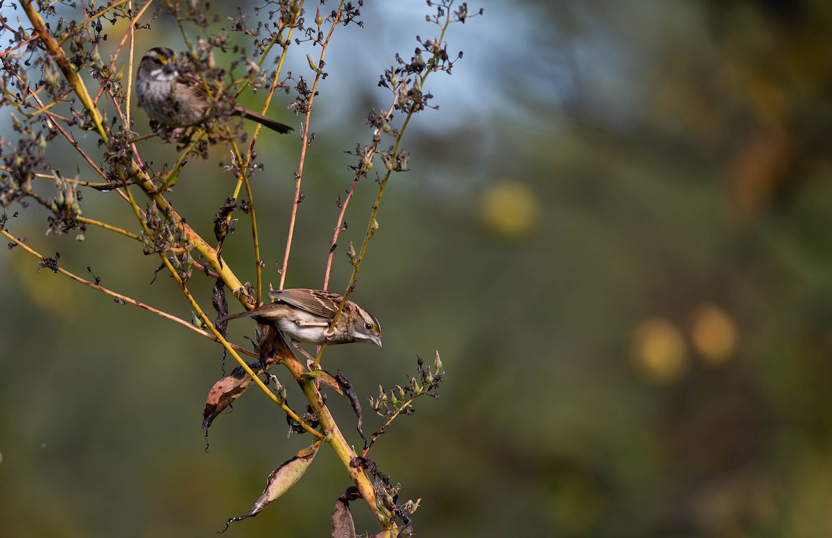 White-throated Sparrow - Bonnie Ott