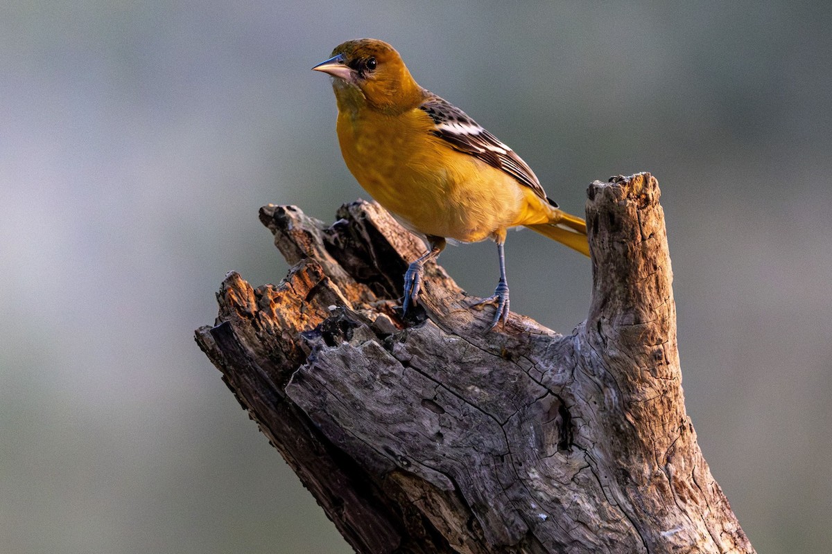 Orchard Oriole - ML609803003