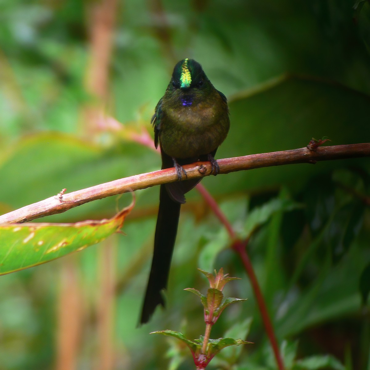Violet-tailed Sylph - ML609803022