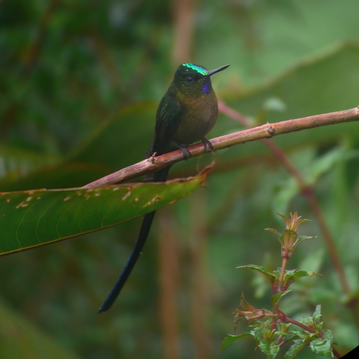 Violet-tailed Sylph - ML609803023