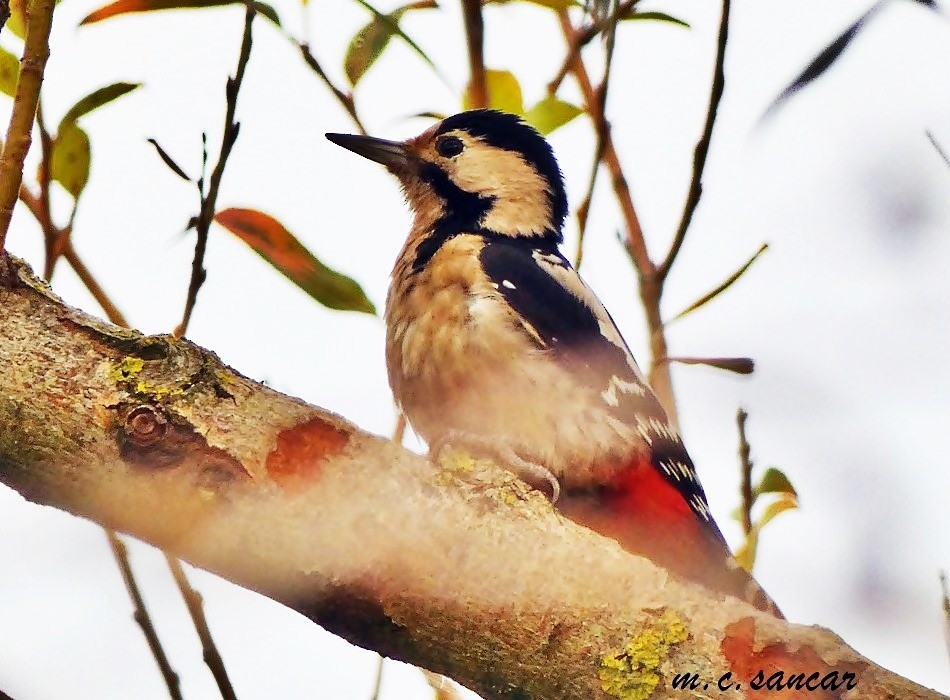 Syrian Woodpecker - ML609803063