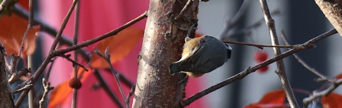 Red-breasted Nuthatch - ML609803105