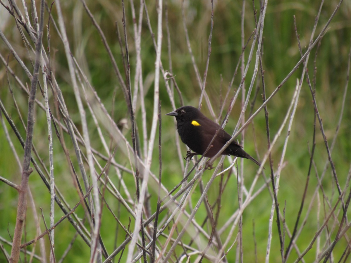Yellow-winged Blackbird - ML609803799