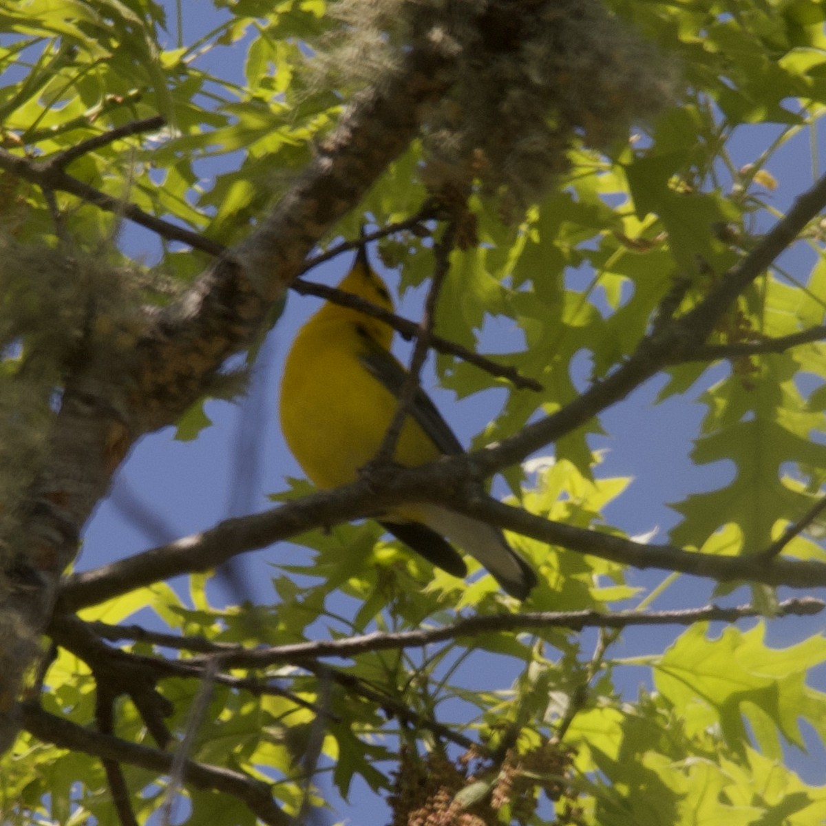 Prothonotary Warbler - ML609804091