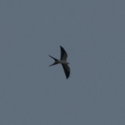 Swallow-tailed Kite - ML609804092