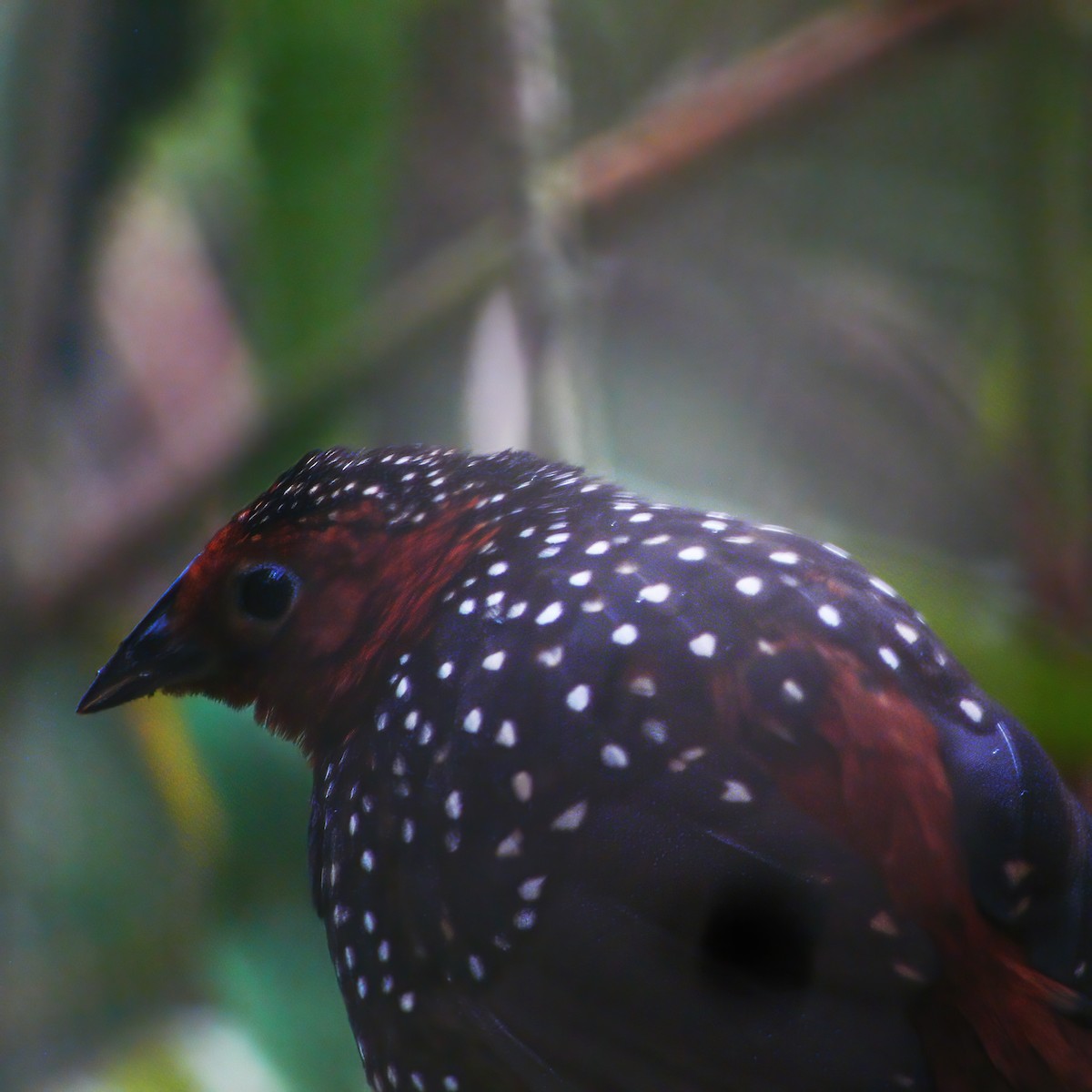 Ocellated Tapaculo - ML609804200