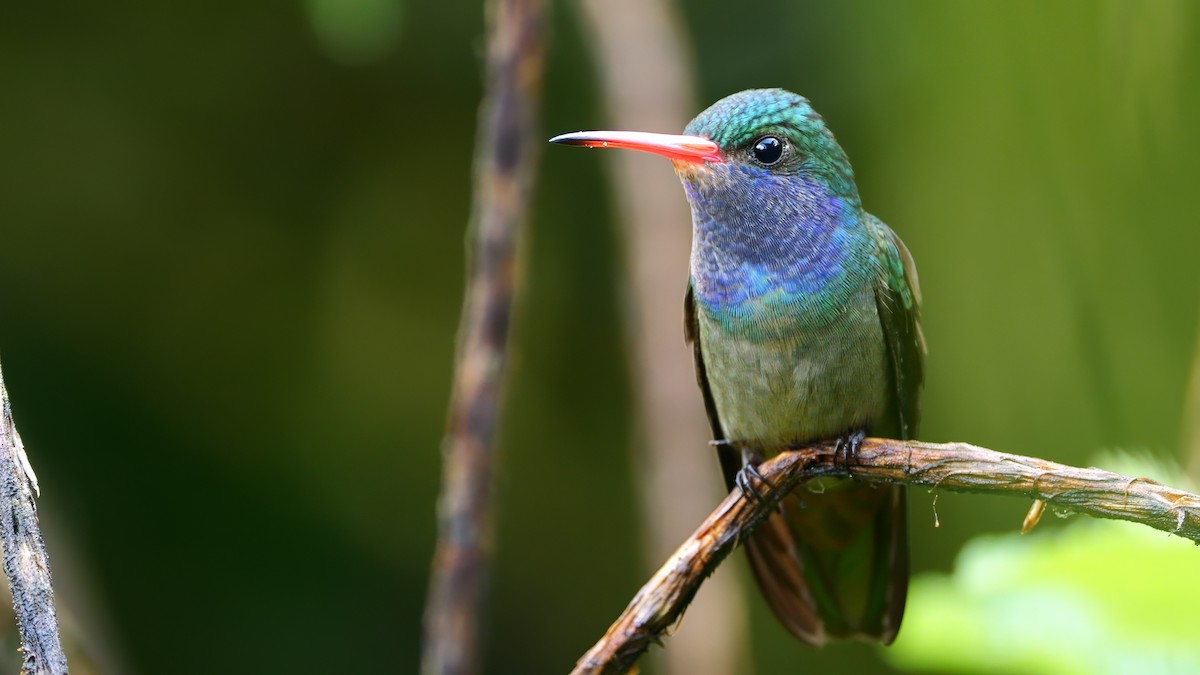 Blue-throated Goldentail - ML609804237